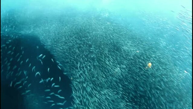 Big school of sardines and divers.
