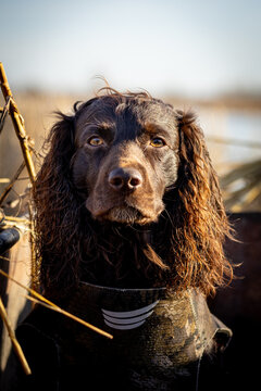 Boykin Spaniel Headshot