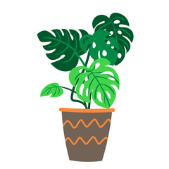 Vector illustration of houseplant monstera in flowerpot