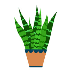 Vector illustration of decorative leafy sansevieria in a ceramic pot