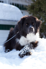 Selective focus vertical low angle portrait of gorgeous Australian Shepherd lying down on mound of snow with paws crossed guarding its home
