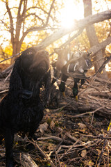 Boykin with ducks on strap