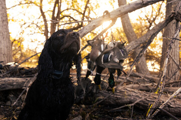 Boykin with ducks on strap