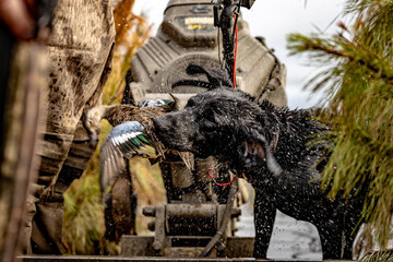 Black Labrador Retriever Holding Blue