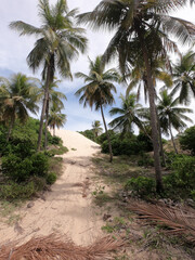 Estrada de areia entre coqueiros em praia do Nordeste brasileiro