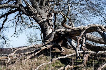 an ancient tree with exposed roots against a blue sky on a sunny day