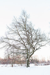 A lone tree in the winter landscape.