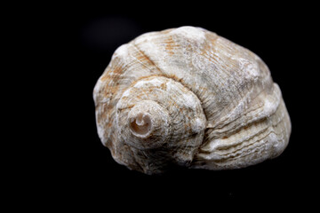 seashell on black