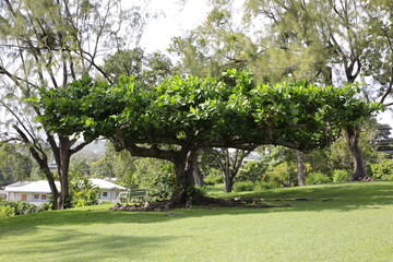 Fototapeta na wymiar Tobago - Botanic Gardens