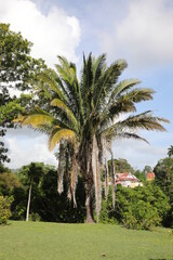 Obraz premium Tobago - Botanic Gardens