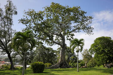Fototapeta premium Tobago - Botanic Gardens