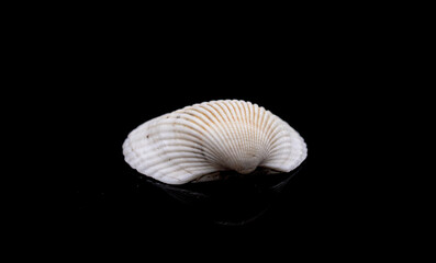 seashell on black