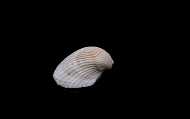 seashell on black