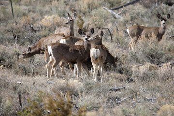 group of mule deer