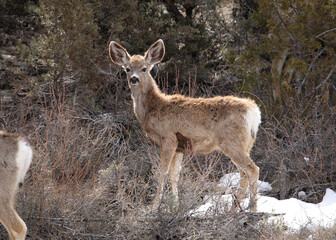 mule deer fawn