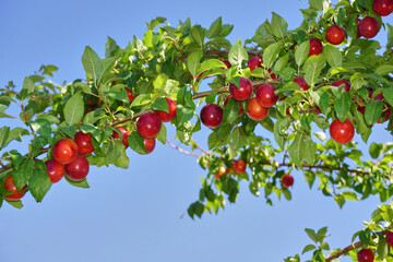 Fresh and organic plum fruits