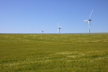 Fototapeta na wymiar éolienne dans un champ verdoyant