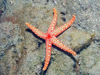 A Pearl Sea Star (Fromia monilis) in the Red Sea, Egypt