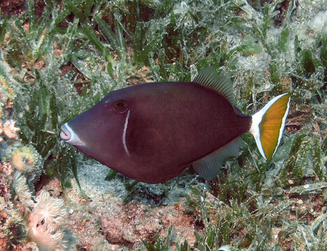 A Bluethroat Triggerfish (Sufflamen albicaudatum) in the Red Sea, Egypt