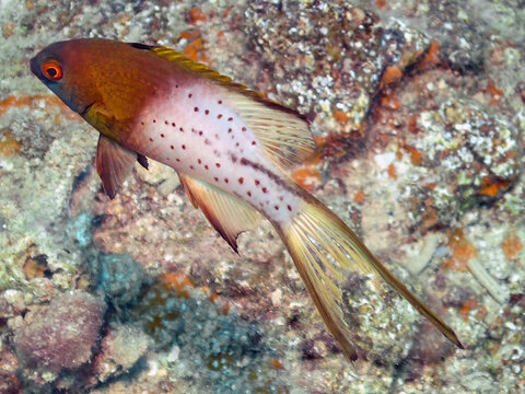 A Lyretail Hogfish (Bodianus anthiodes) in the Red Sea