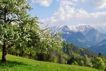 Blooming apple trees in the Austrian Alps. Vorarlberg, Austria.