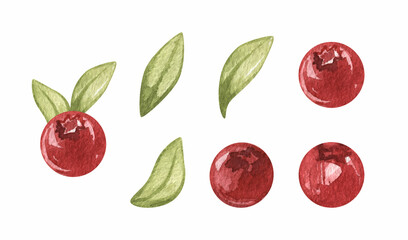 Watercolor cowberry Clipart. fresh ripe berries set. Sweet summer food. hand drawn illustration