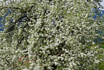 Huge old blooming apple tree in the Austrian Alps. Vorarlberg, Austria.