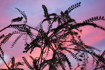 Kowhai tree leaves in the sunset