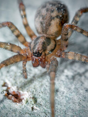 spider on the web