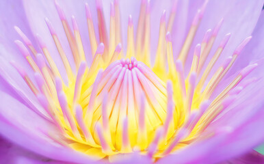 Flor da ninf&eacute;ia, rosa e amarela.