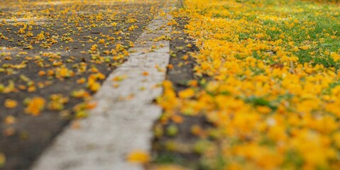 Alfombra de flores amarillas de Acacia