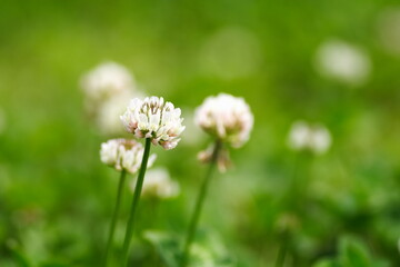 クローバの花にミツバチが蜂蜜を集めに飛んでいる風景
A landscape of bees flying to collect honey on clover flowers.