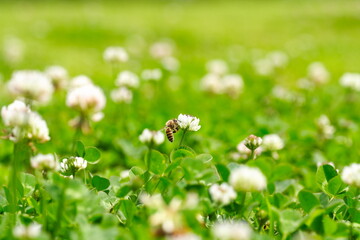 クローバの花にミツバチが蜂蜜を集めに飛んでいる風景
A landscape of bees flying to collect honey on clover flowers.