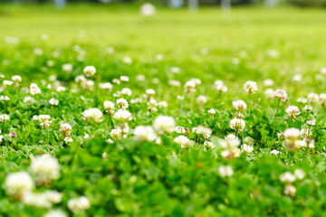 Fototapeta premium クローバの花にミツバチが蜂蜜を集めに飛んでいる風景 A landscape of bees flying to collect honey on clover flowers.