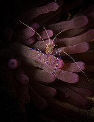 The colours of a spotted cleaner shrimp (Periclimenes yucatanicus) the reef off the Dutch Caribbean...