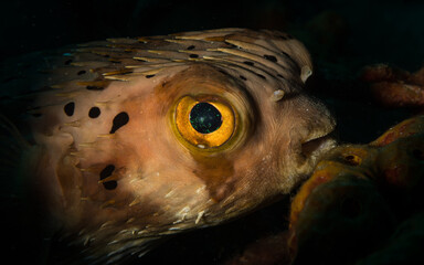 Spiny Balloonfish (Diodon holocanthus) prowls the reef off the Dutch Caribbean island of Sint...