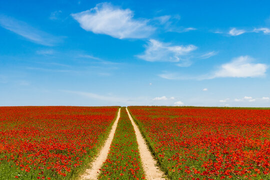 PAISAJE DE CAMPO DE AMAPOLAS Y CAMINO EN EL CENTRO CON FONDO DE CIELO AZUL Y NUBES