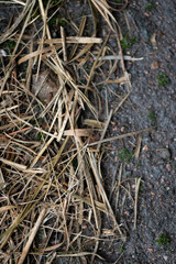 Textured dead grass laying on the edge of a parking lot taken in a downward angle to show the fragility of life and everything we build