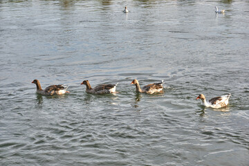 Flock of swimming geese in near plan