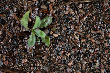A green leafy plant growing in between the cracks of a driveway made with tarmac and gravel, showing the perseverance of nature in a concrete world 