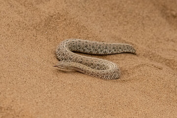 Fototapeta na wymiar Saharan horned viper, Cerastes cerastes, snake in the sand in the Namib desert 