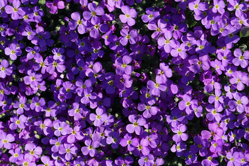 Mauerblümchen Aubrieta Violet im Sommer