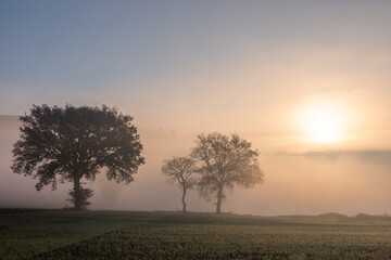 Naklejka na ściany i meble Sunrise through the mist with trees silhouttes