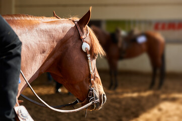 Head of a quarter horse at show