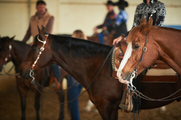Western horses at show