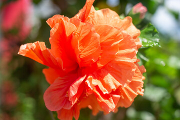 Large orange chinese rose flower with dew drops, close-up