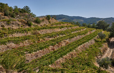 Fototapeta na wymiar Beautiful vineyards and landscape view