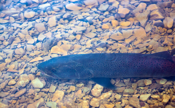 Siberian taimen - rare predatory fish of the northern clean rivers stands on fast current.