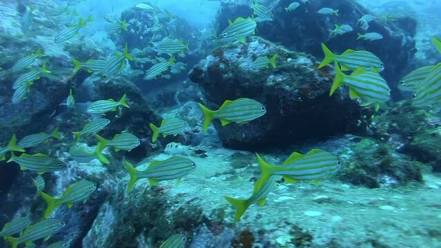 A bluestriped grunt fish shoal seen during a scuba diving in Fernando de Noronha, Brazil