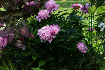 Brilliant pink fragrant Peonies, Sarah Bernhardt, macro of beautiful old fashioned flowers on a...